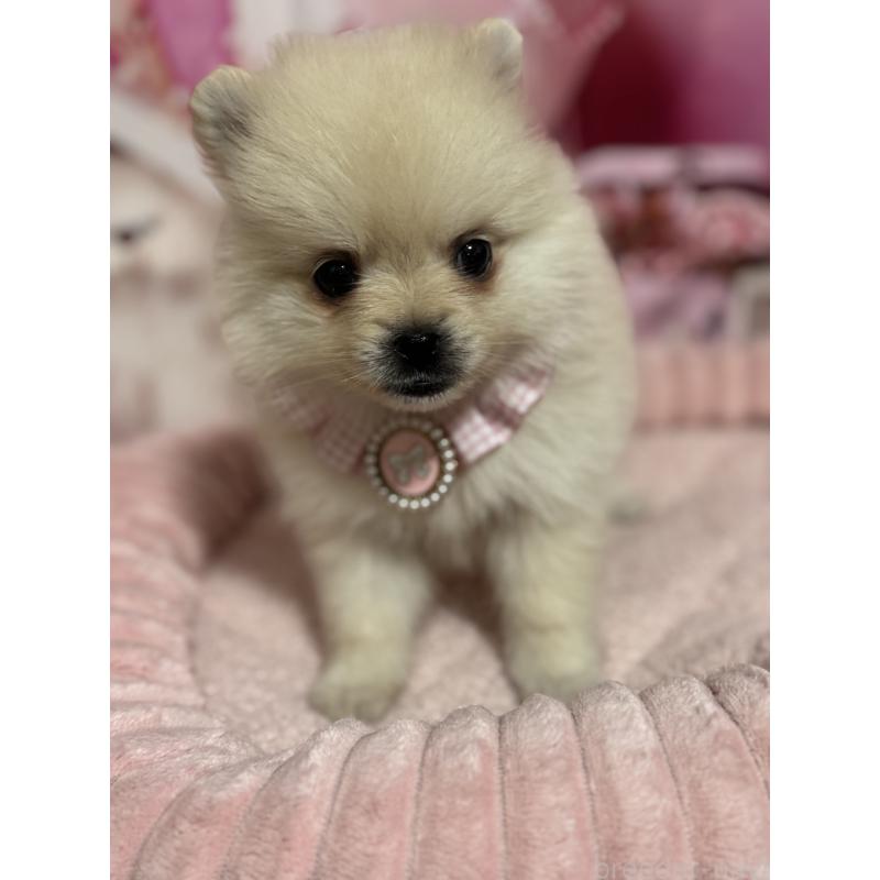 販売中の埼玉県のポメラニアン-427174の4枚目