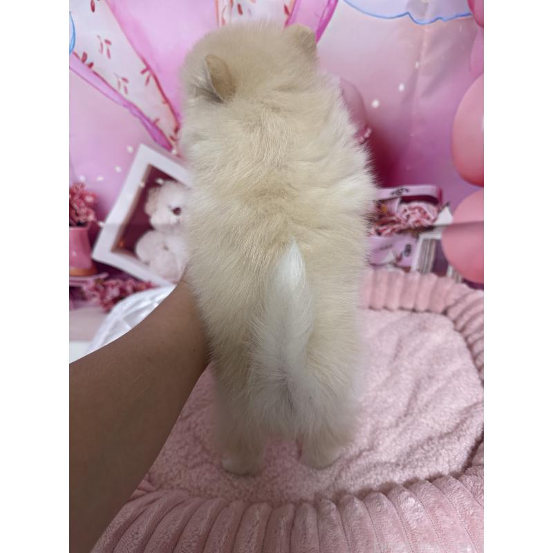 販売中の埼玉県のポメラニアン-427174の3枚目