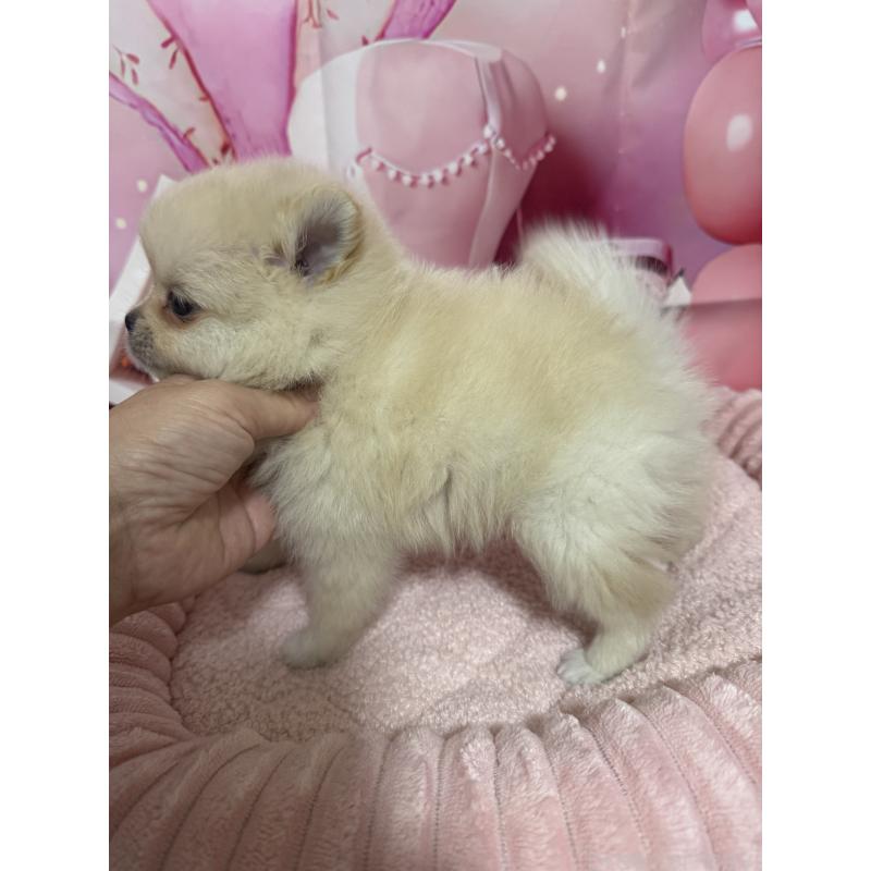 販売中の埼玉県のポメラニアン-427174の2枚目