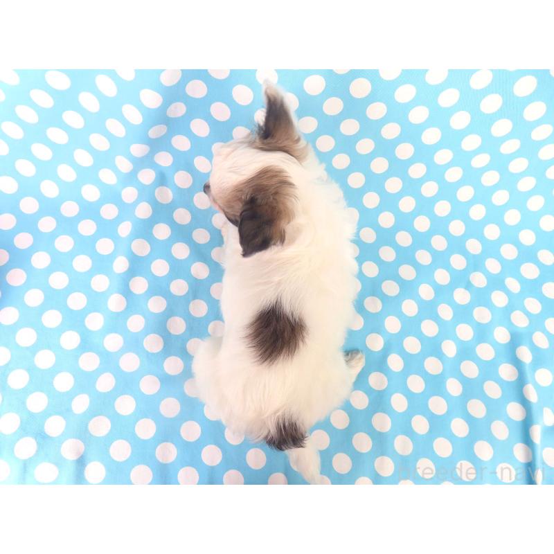 販売中の千葉県のパピヨン-423052の10枚目