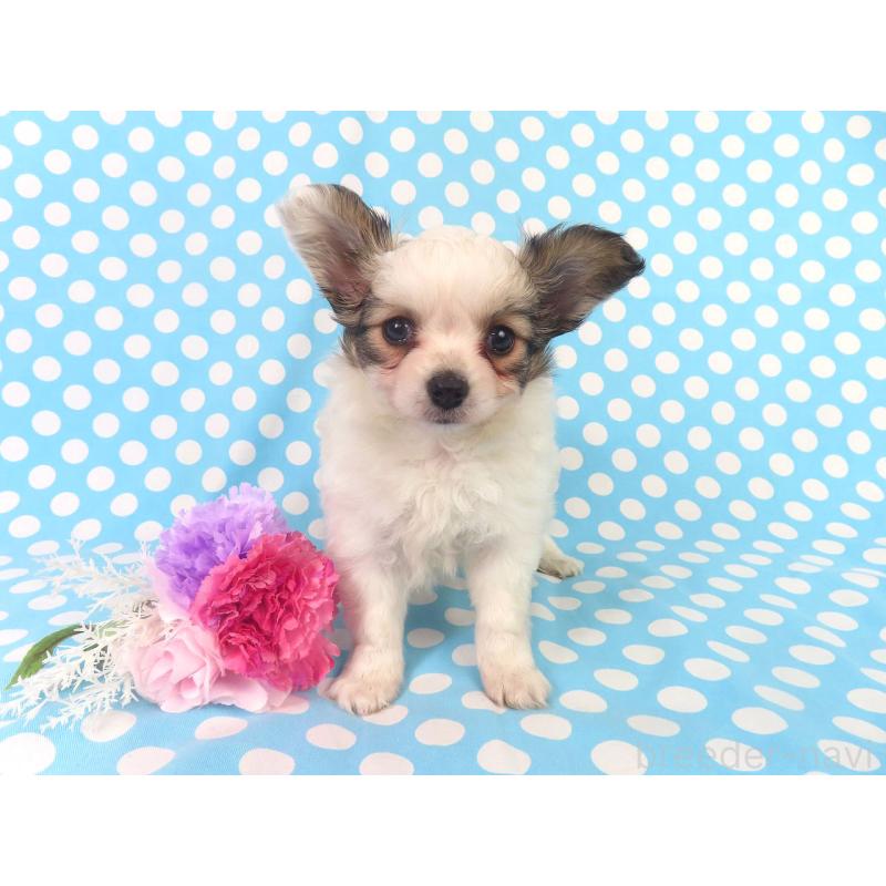 販売中の千葉県のパピヨン-423052の9枚目