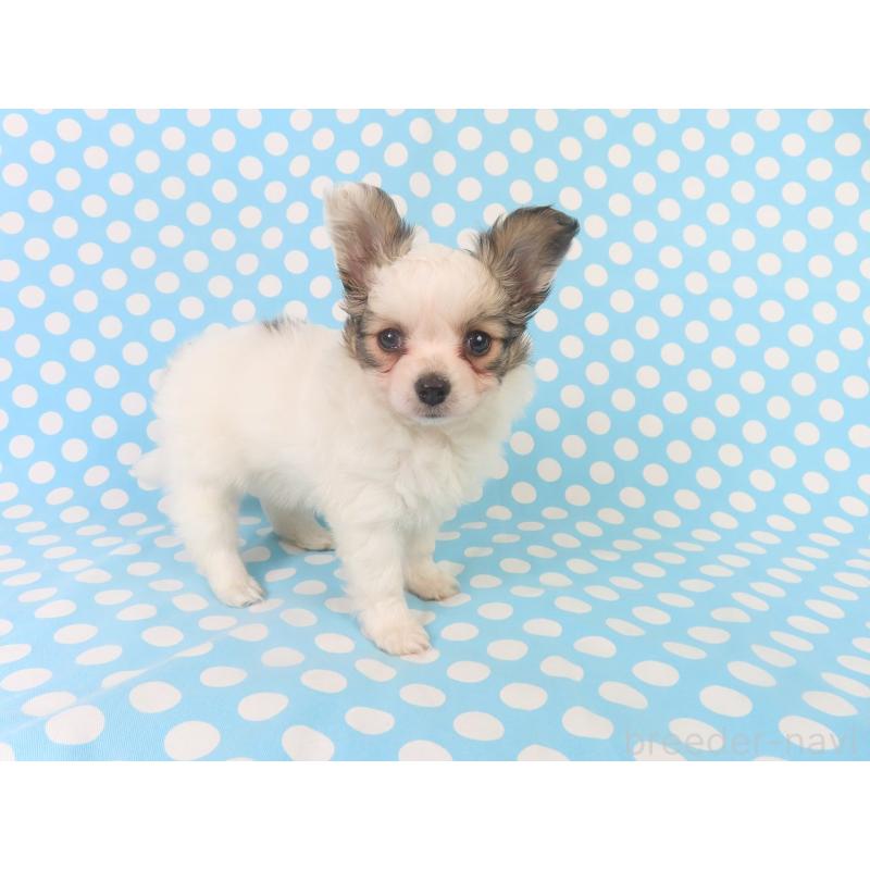 販売中の千葉県のパピヨン-423052の8枚目