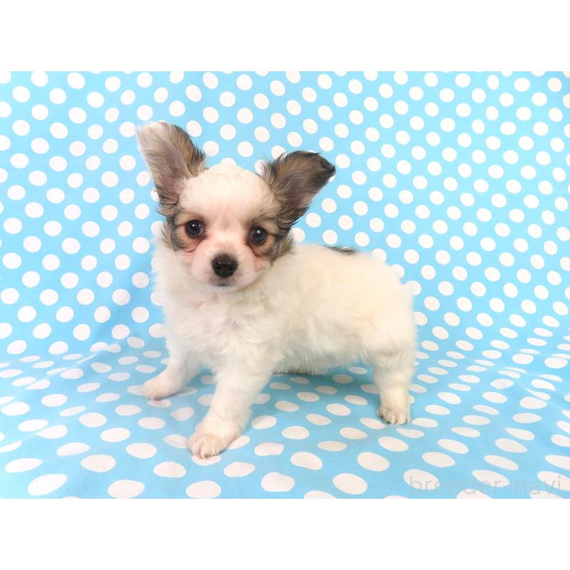 販売中の千葉県のパピヨン-423052の7枚目