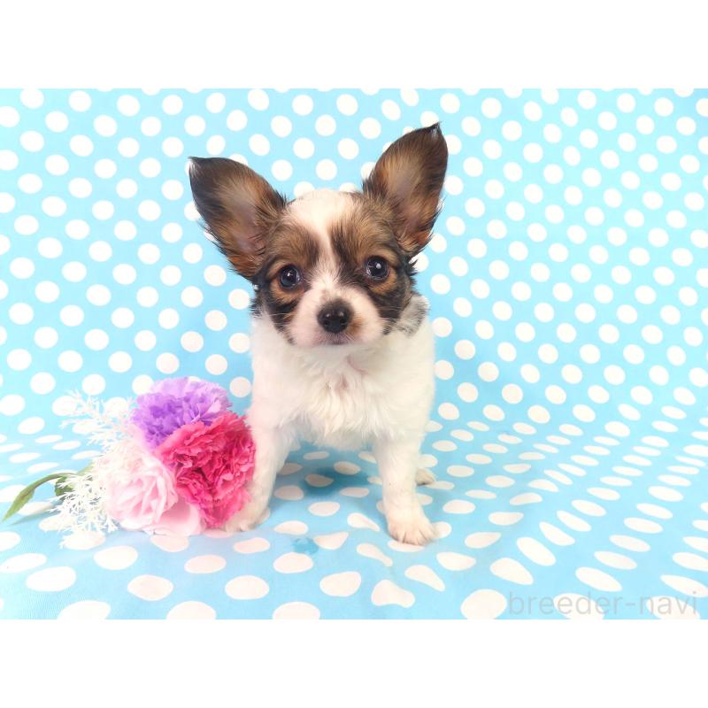 販売中の千葉県のパピヨン-423055の9枚目