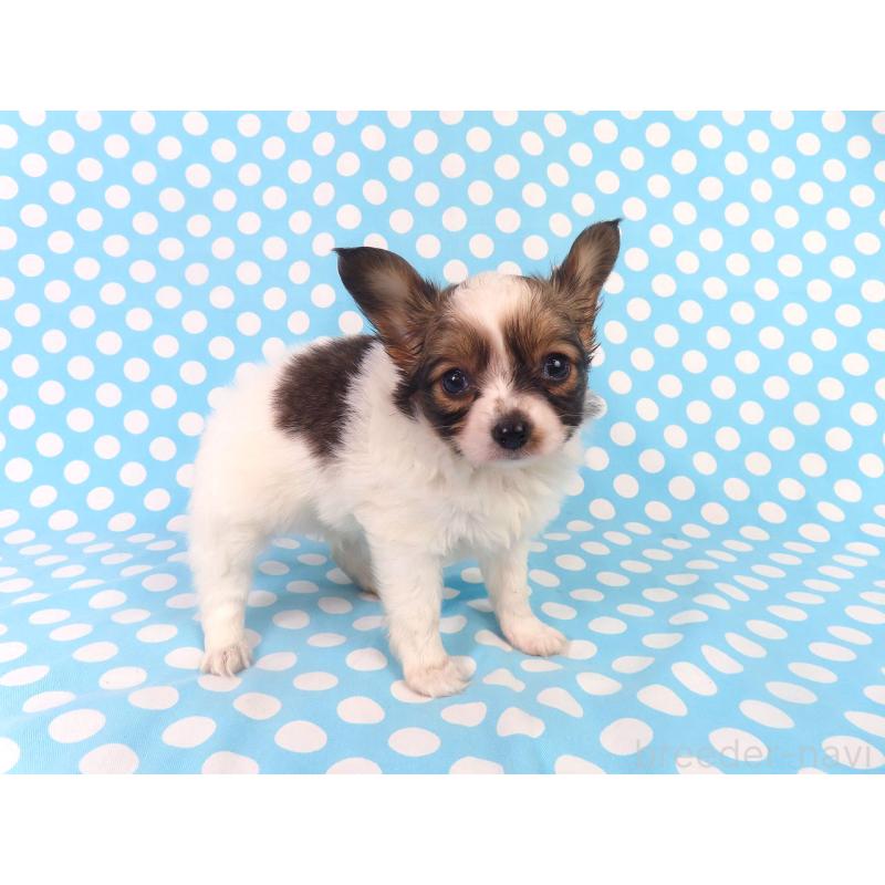 販売中の千葉県のパピヨン-423055の8枚目