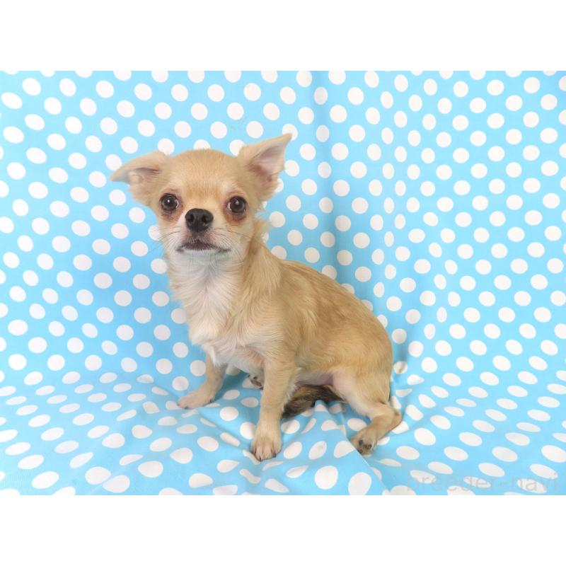 販売中の千葉県のチワワ(ロングコート)-397203の9枚目