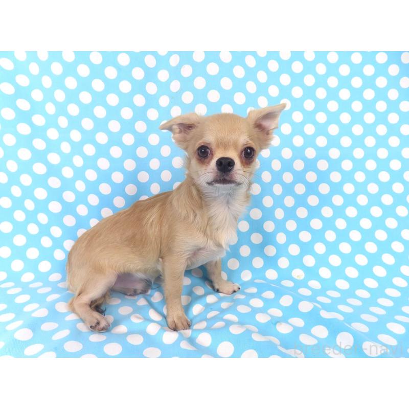 販売中の千葉県のチワワ(ロングコート)-397203の8枚目