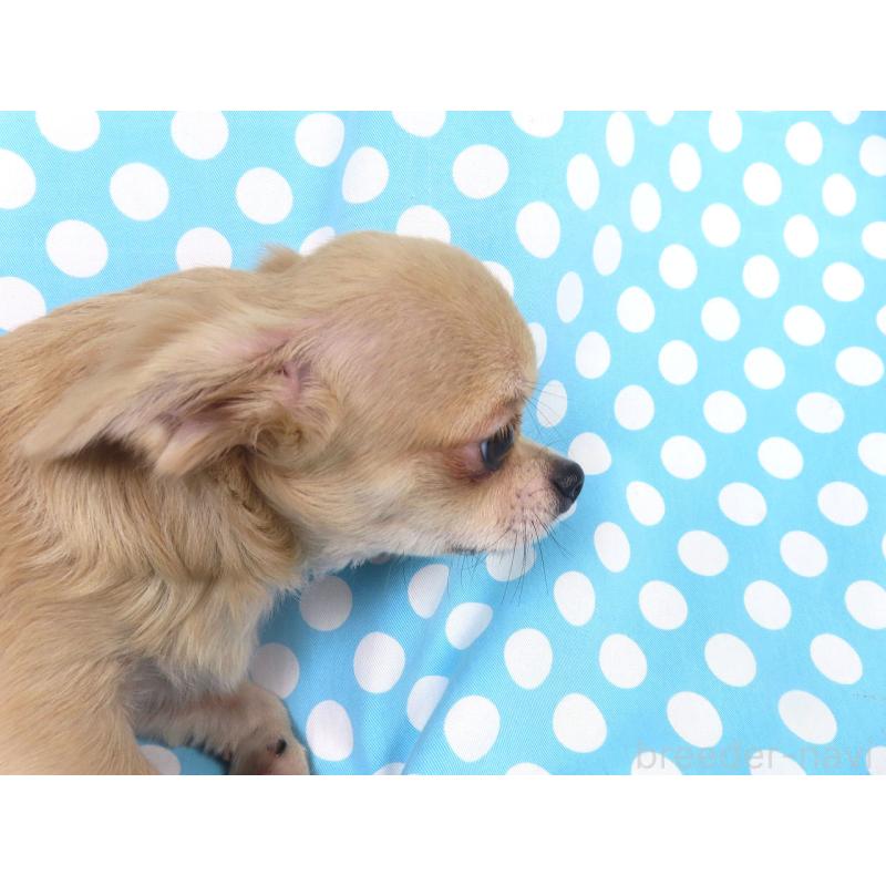 販売中の千葉県のチワワ(ロングコート)-397203の7枚目