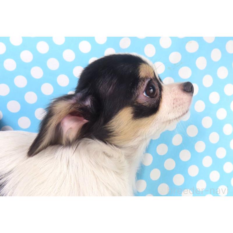 販売中の千葉県のチワワ(ロングコート)-397243の9枚目