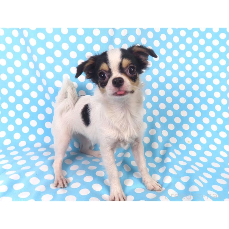 販売中の千葉県のチワワ(ロングコート)-397243の8枚目