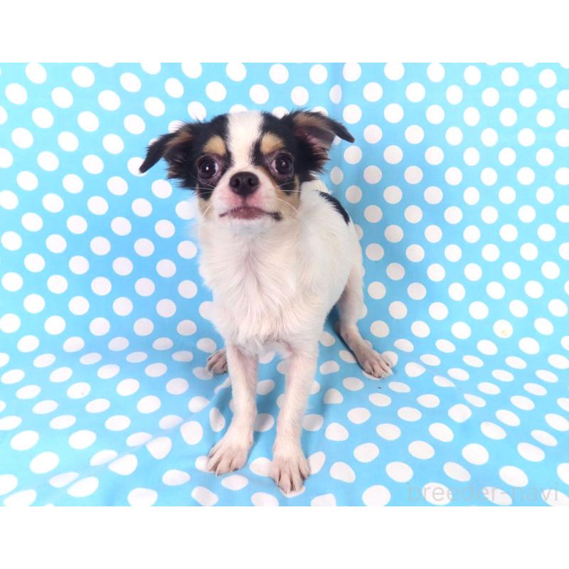 販売中の千葉県のチワワ(ロングコート)-397243の7枚目