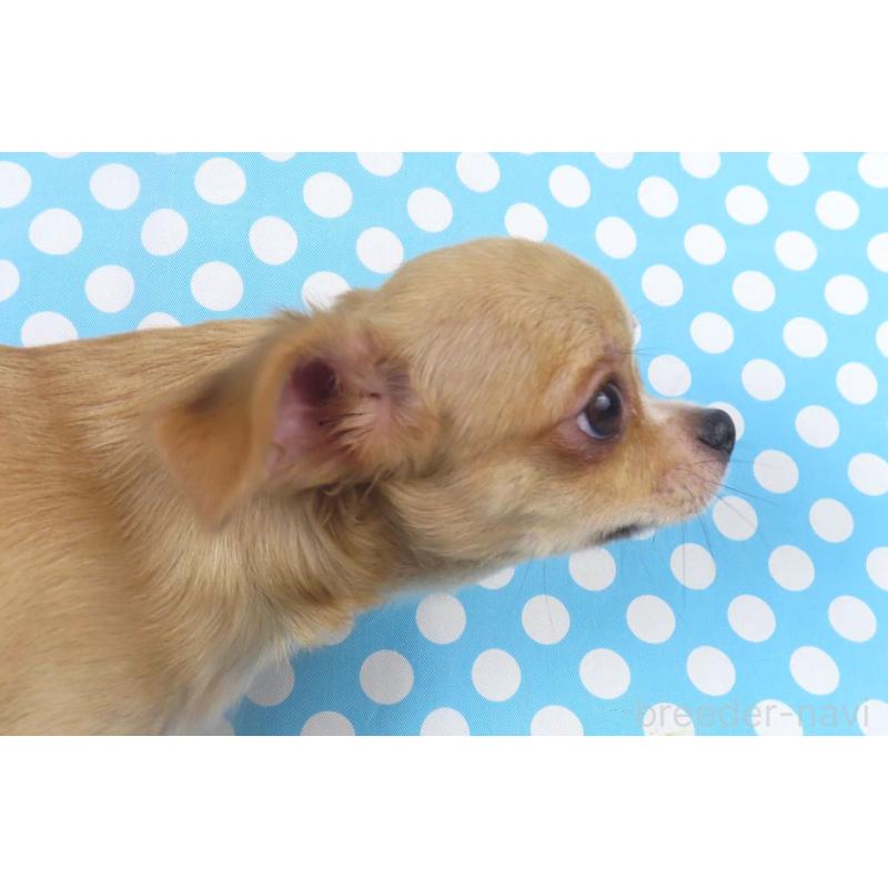 販売中の千葉県のチワワ(ロングコート)-404242の4枚目