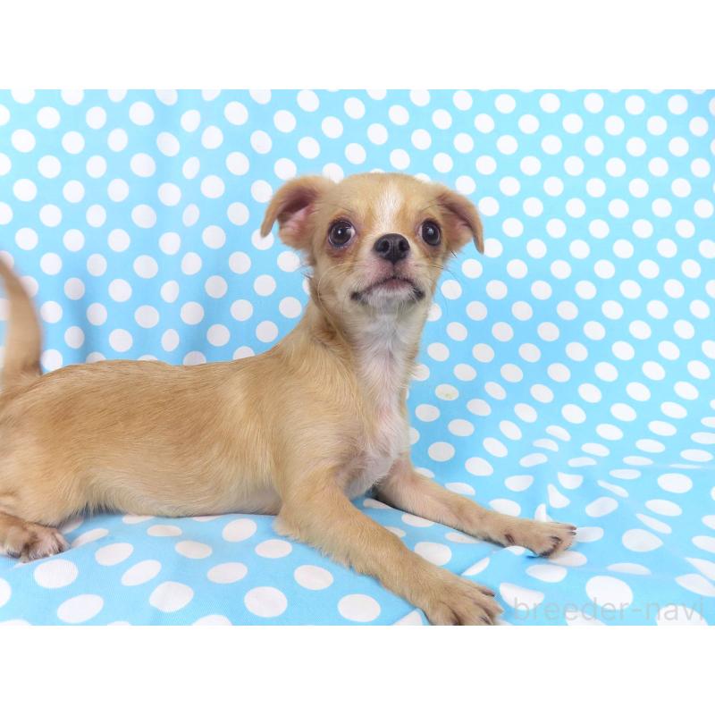 販売中の千葉県のチワワ(ロングコート)-404242の3枚目