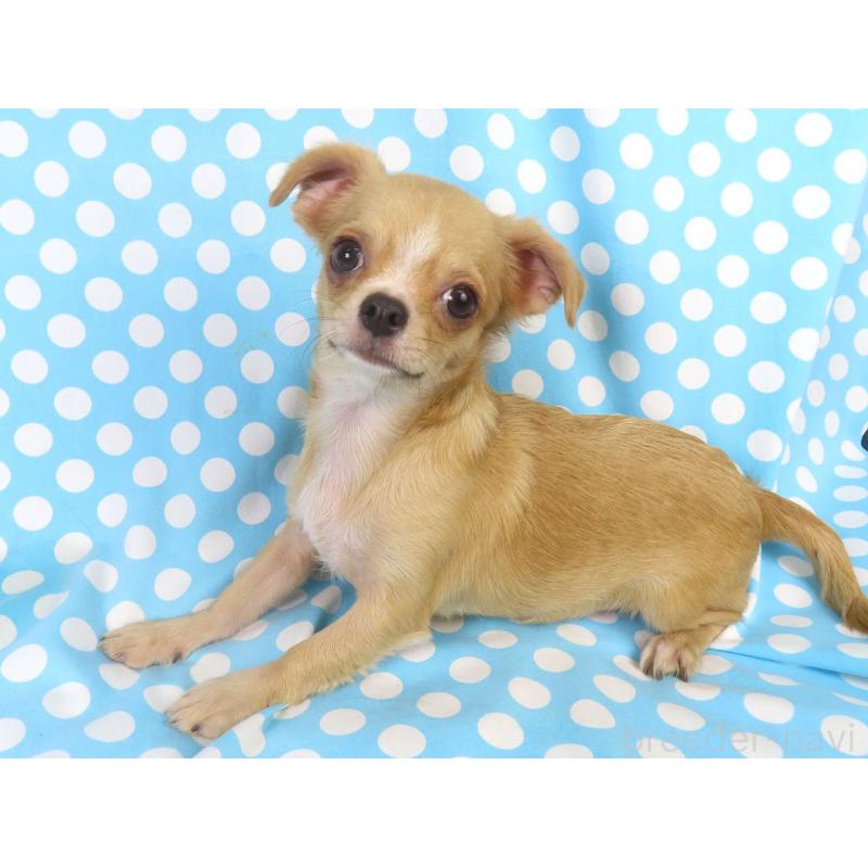 販売中の千葉県のチワワ(ロングコート)-404242の2枚目