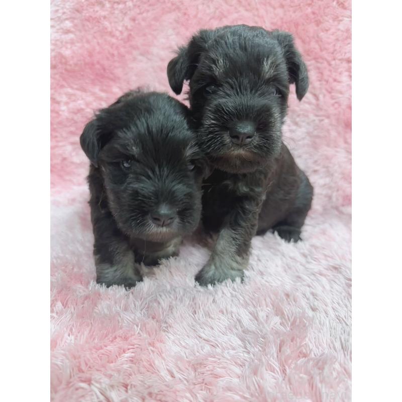 販売中の大分県のミニチュアシュナウザー-427348の5枚目