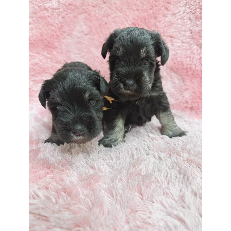 販売中の大分県のミニチュアシュナウザー-427348の4枚目