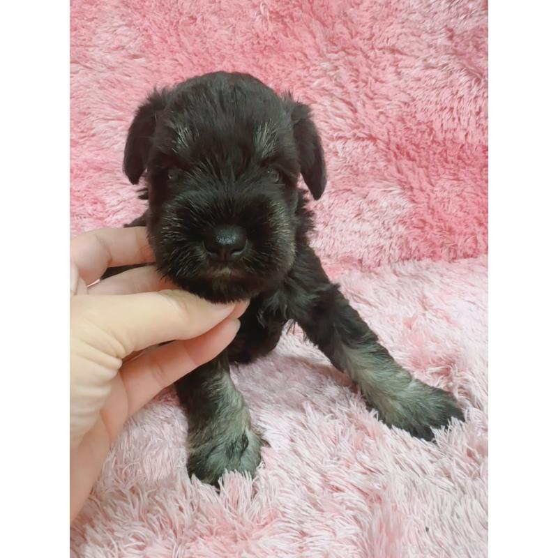 販売中の大分県のミニチュアシュナウザー-427348の3枚目