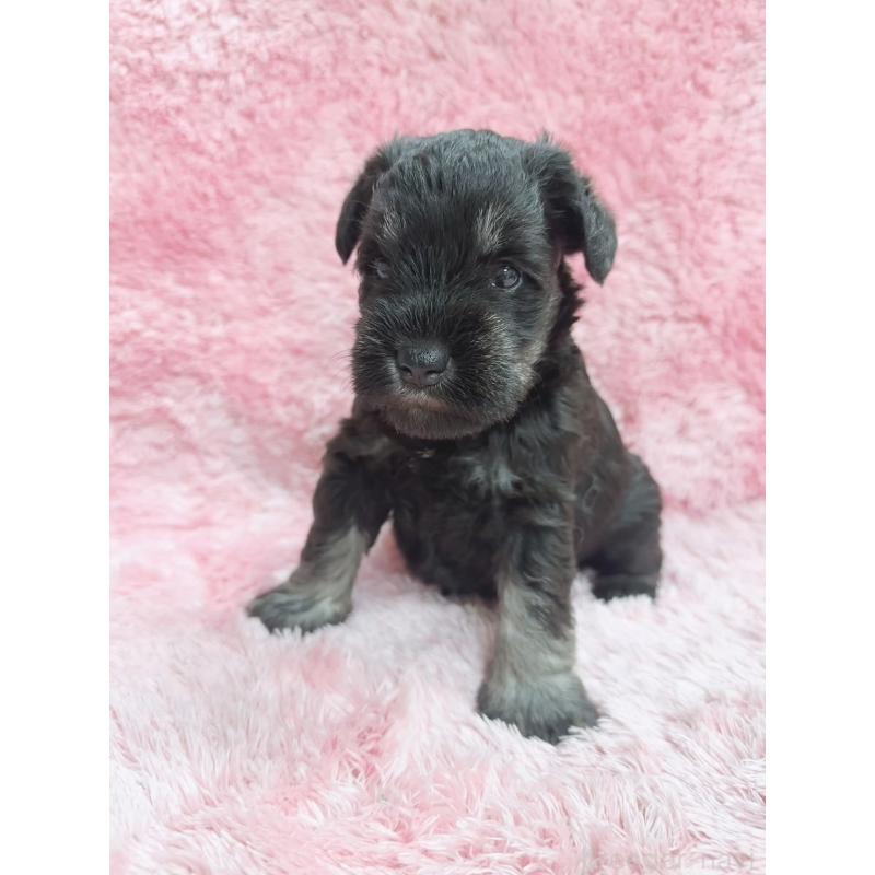 販売中の大分県のミニチュアシュナウザー-427348の2枚目