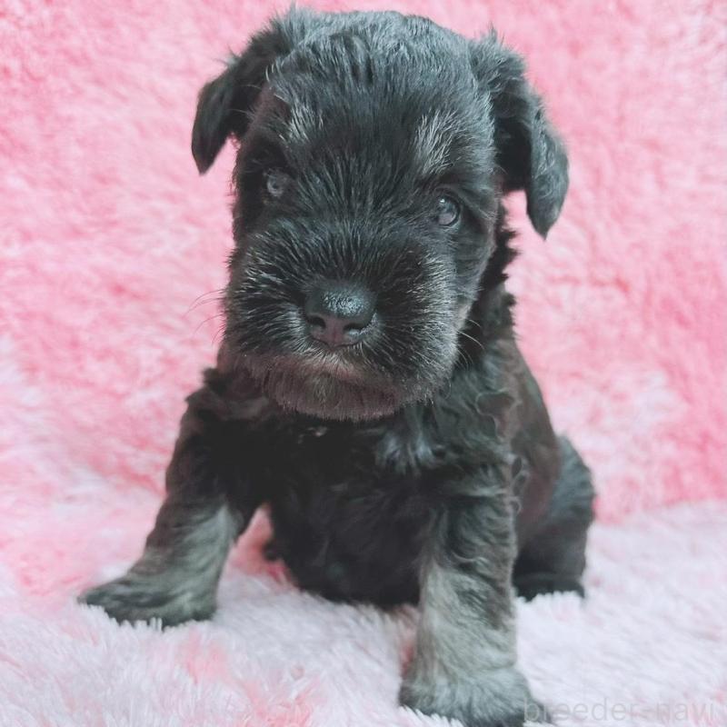 販売中の大分県のミニチュアシュナウザー-427348の1枚目