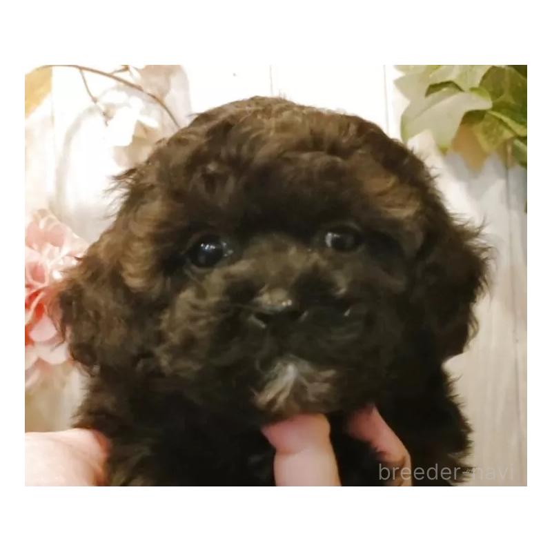 販売中の愛知県のティーカッププードル-427349の8枚目