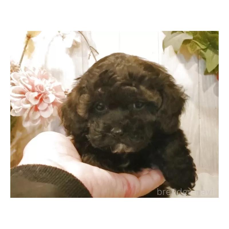 販売中の愛知県のティーカッププードル-427349の7枚目