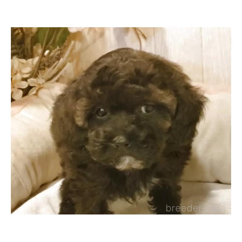 販売中の愛知県のティーカッププードル-427349の6枚目