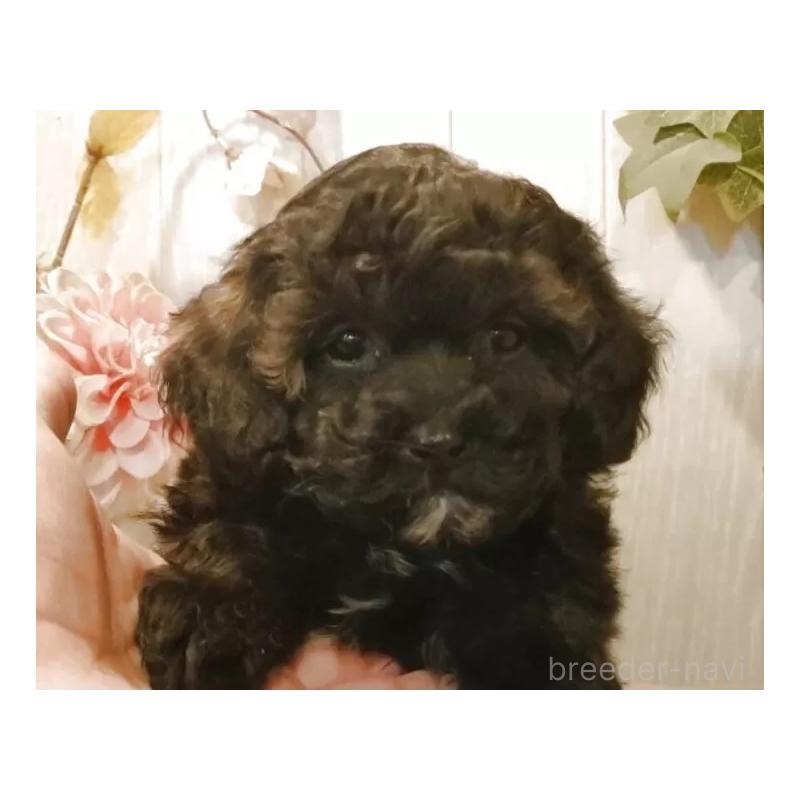 販売中の愛知県のティーカッププードル-427349の5枚目