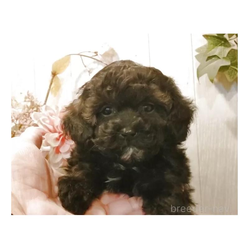 販売中の愛知県のティーカッププードル-427349の4枚目