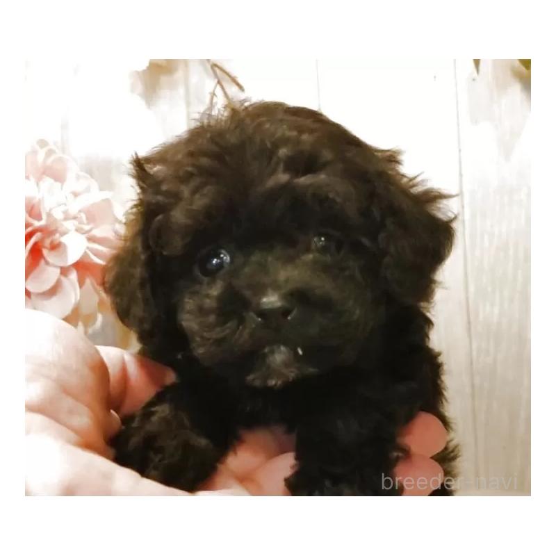 販売中の愛知県のティーカッププードル-427350の8枚目