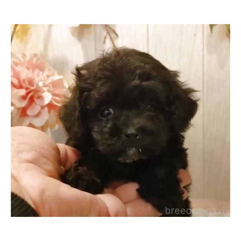 販売中の愛知県のティーカッププードル-427350の7枚目