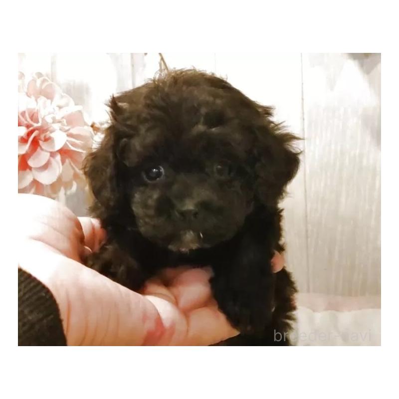 販売中の愛知県のティーカッププードル-427350の6枚目