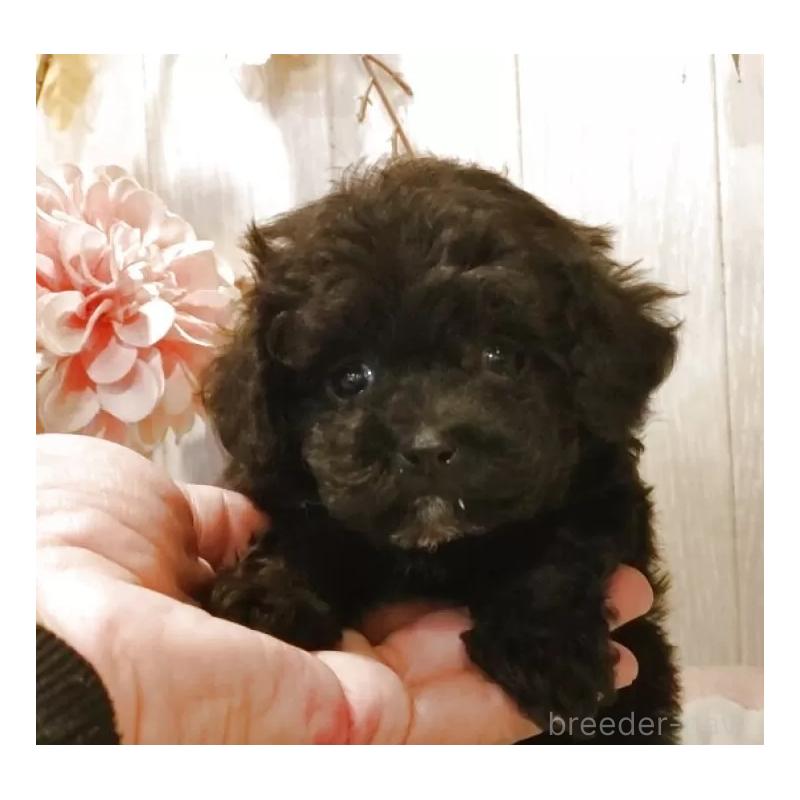 販売中の愛知県のティーカッププードル-427350の5枚目