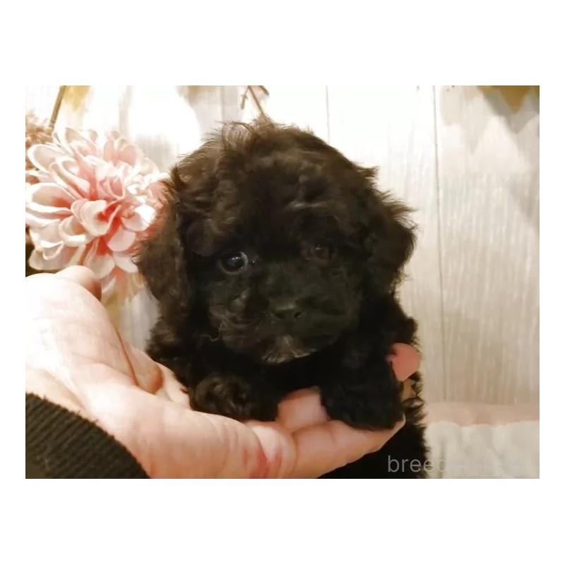 販売中の愛知県のティーカッププードル-427350の4枚目