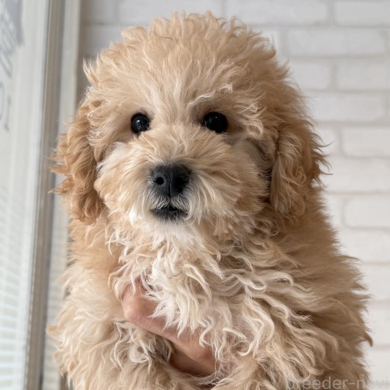 販売中の大阪府のトイプードル-419146