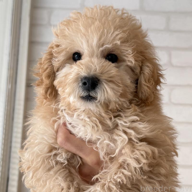 販売中の大阪府のトイプードル-419146の9枚目