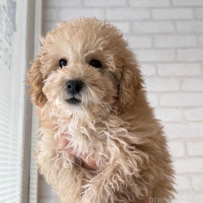 販売中の大阪府のトイプードル-419146の8枚目