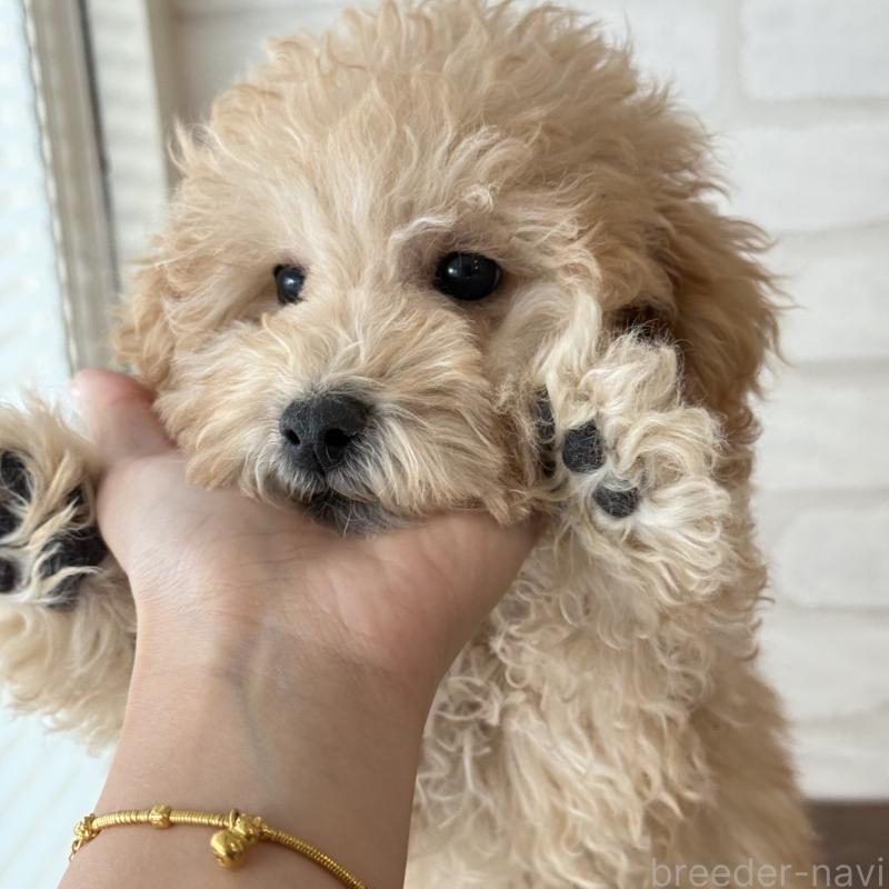 販売中の大阪府のトイプードル-419146の6枚目