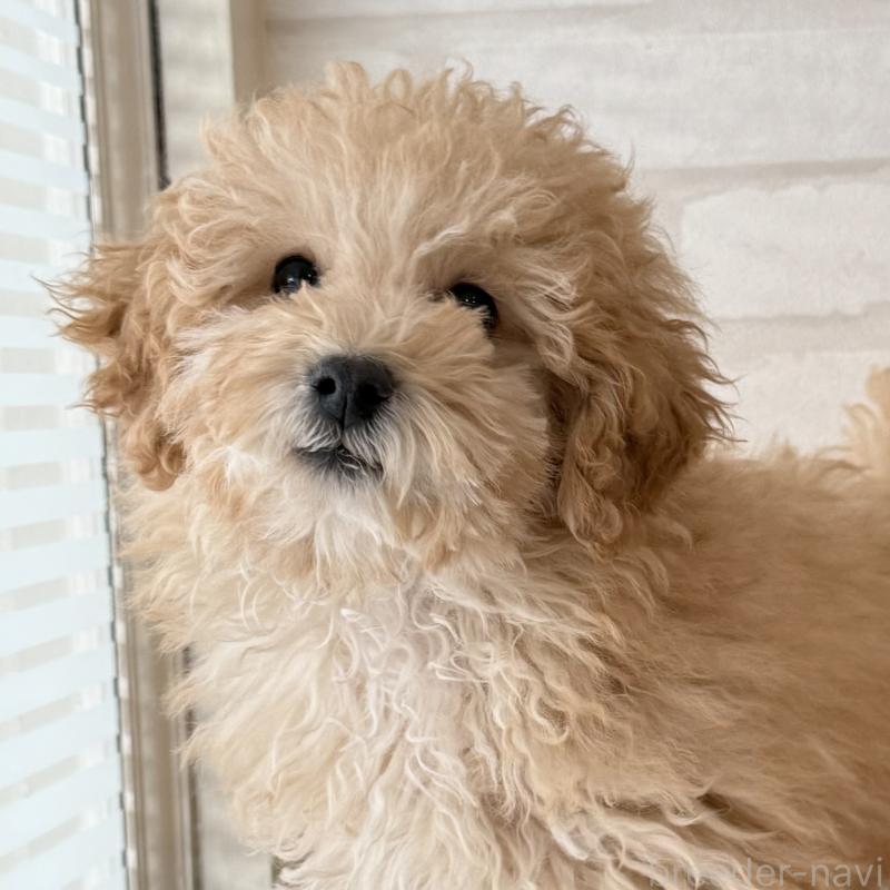販売中の大阪府のトイプードル-419146の5枚目