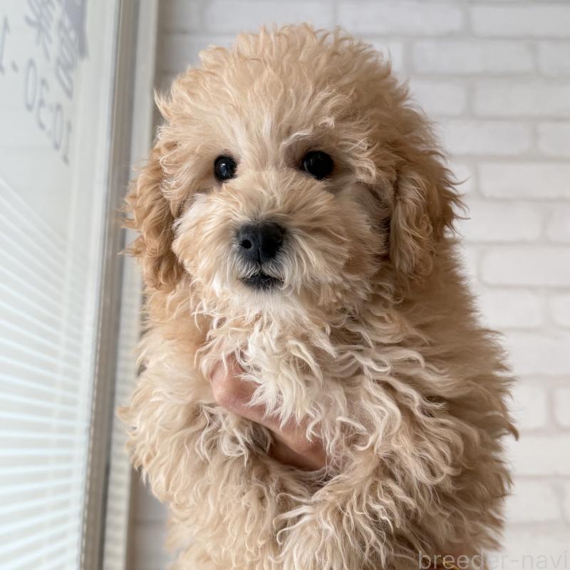 販売中の大阪府のトイプードル-419146の4枚目