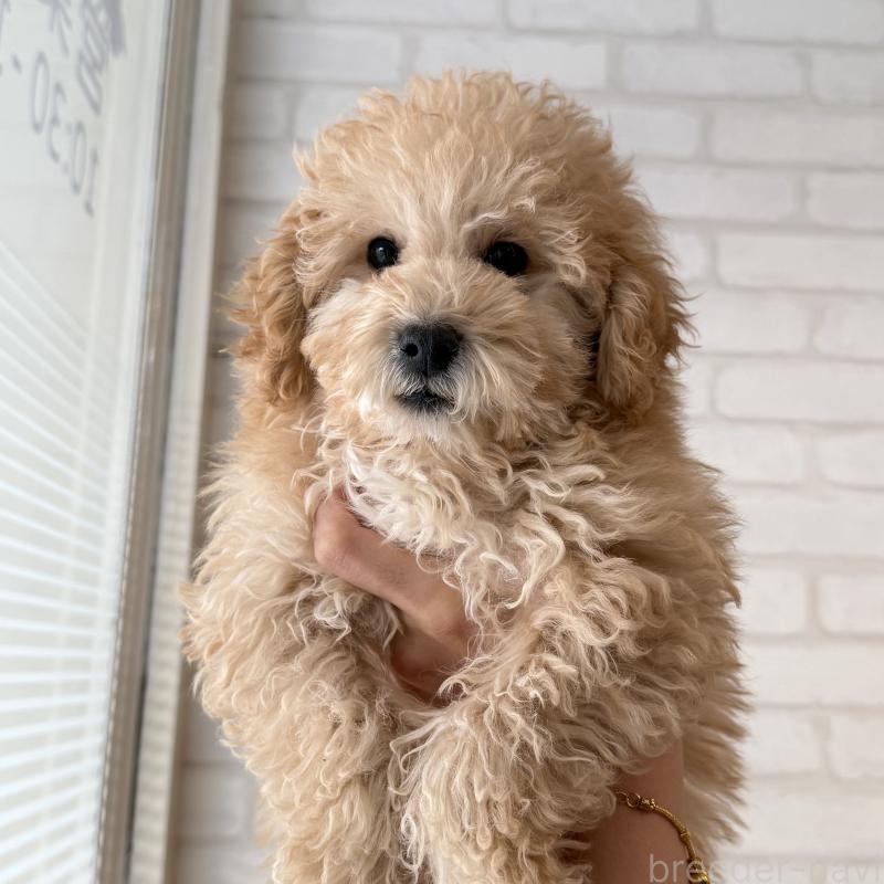 販売中の大阪府のトイプードル-419146の3枚目