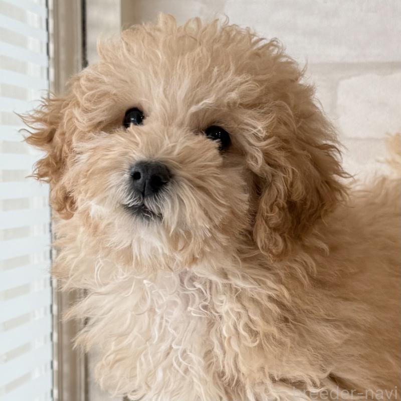 販売中の大阪府のトイプードル-419146の2枚目