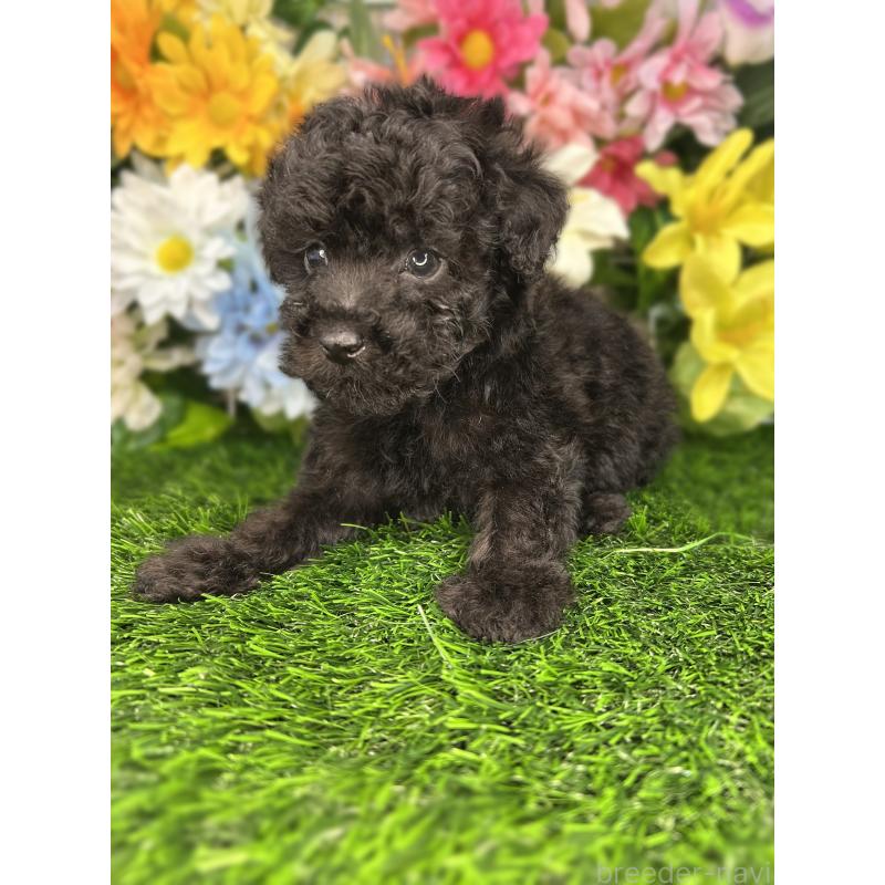 販売中の埼玉県のティーカッププードル-427352の2枚目