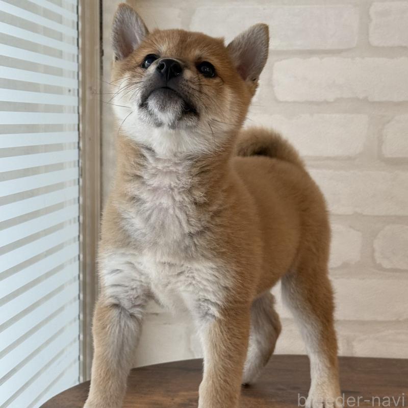 販売中の大阪府の柴犬-423626の9枚目