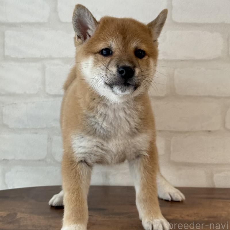 販売中の大阪府の柴犬-423626の8枚目