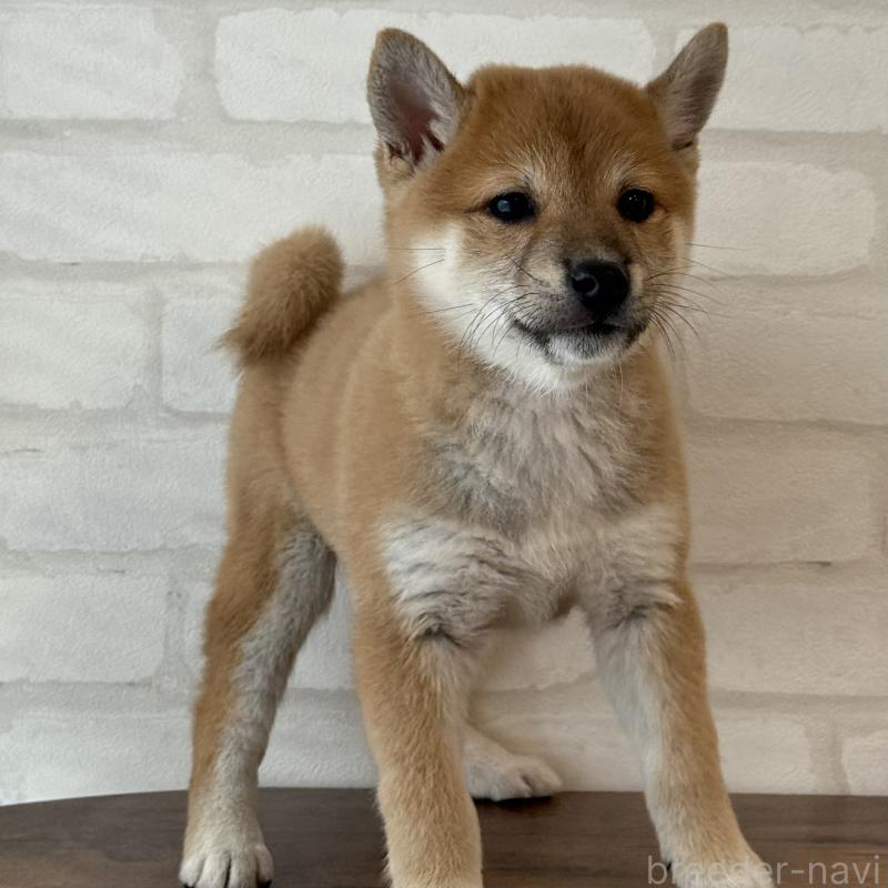 販売中の大阪府の柴犬-423626の7枚目