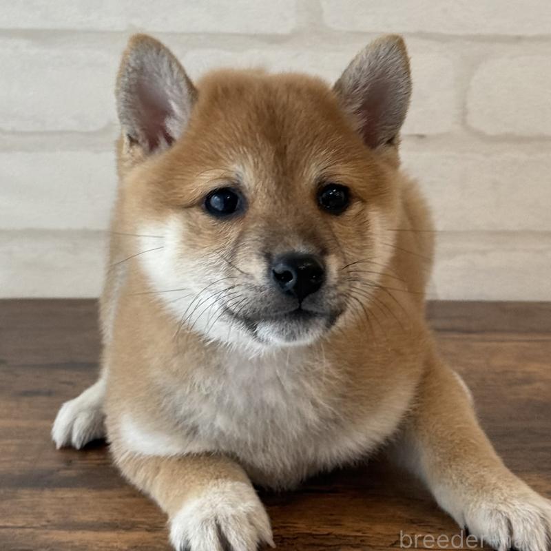 販売中の大阪府の柴犬-423626の6枚目