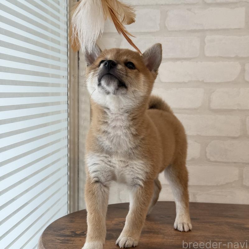 販売中の大阪府の柴犬-423626の5枚目