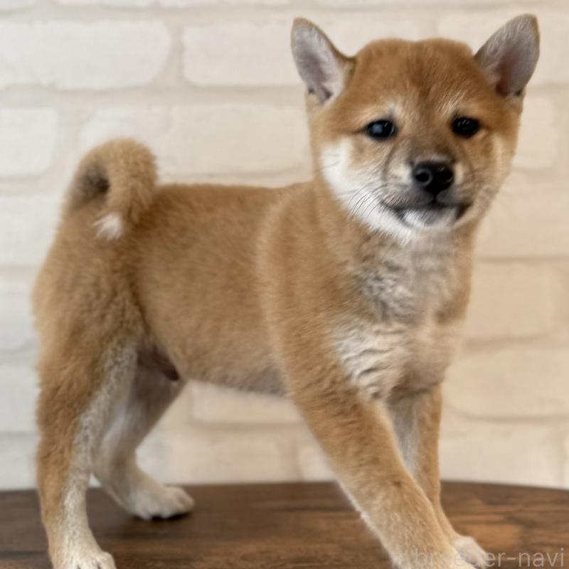 販売中の大阪府の柴犬-423626の4枚目