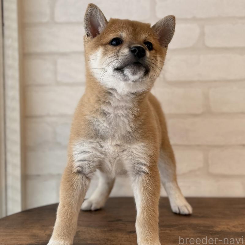 販売中の大阪府の柴犬-423626の3枚目