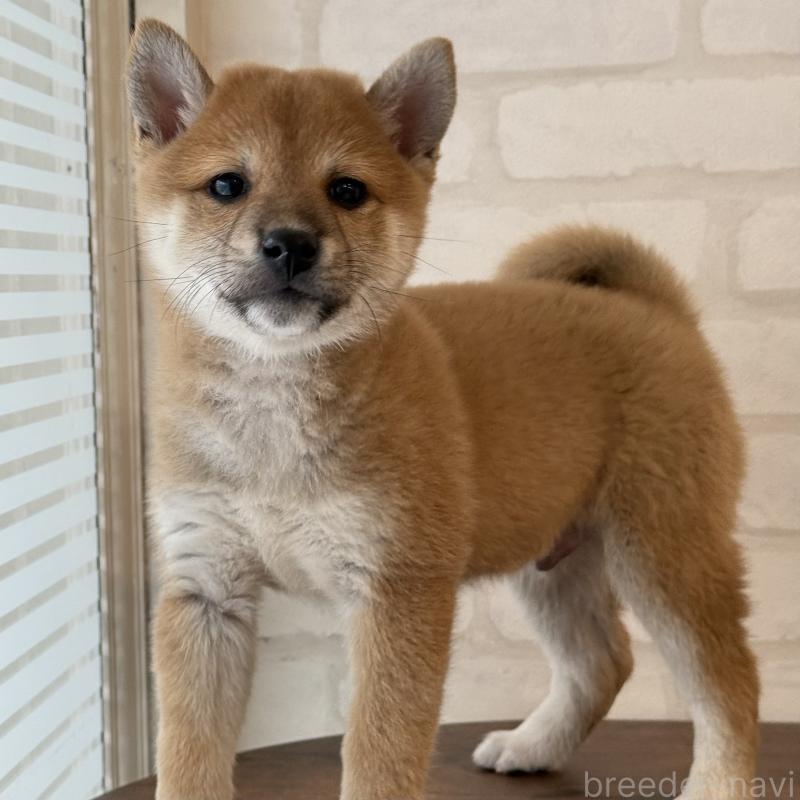 販売中の大阪府の柴犬-423626